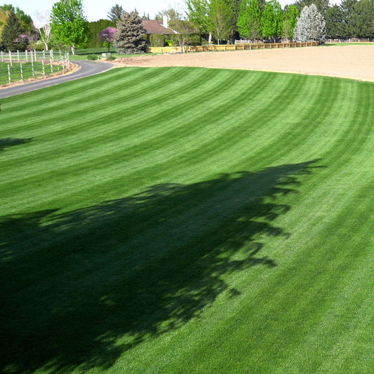 Lawn Care During Drought and Watering Restrictions: A Warm-Season Grass Survival Guide
