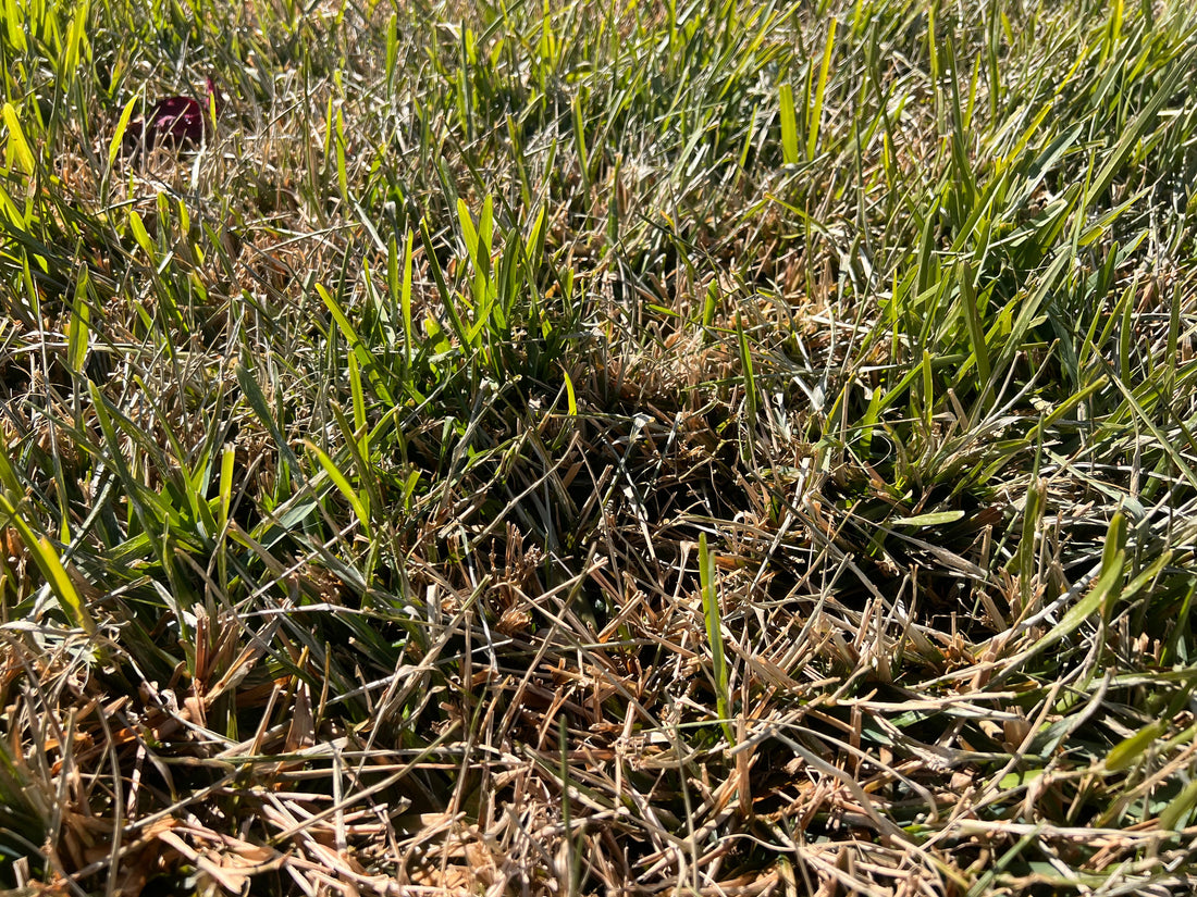 Florida Frozen Lawn Recovery Guide: How to Fix Freeze Damage to Your St Augustine, Zoysia &amp; Palm Trees