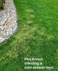 Fall Lawn Care Steps - No Grass Seed Needed