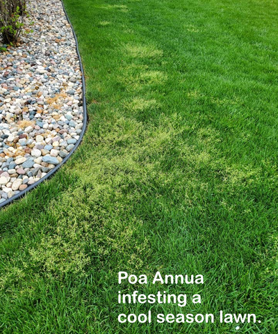 Poa annua in cool-season lawn — Dimension fall pre-emergent on No Seed path