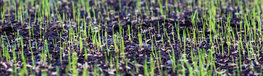 The Ultimate Guide to Lawn Seeding and Over-Seeding