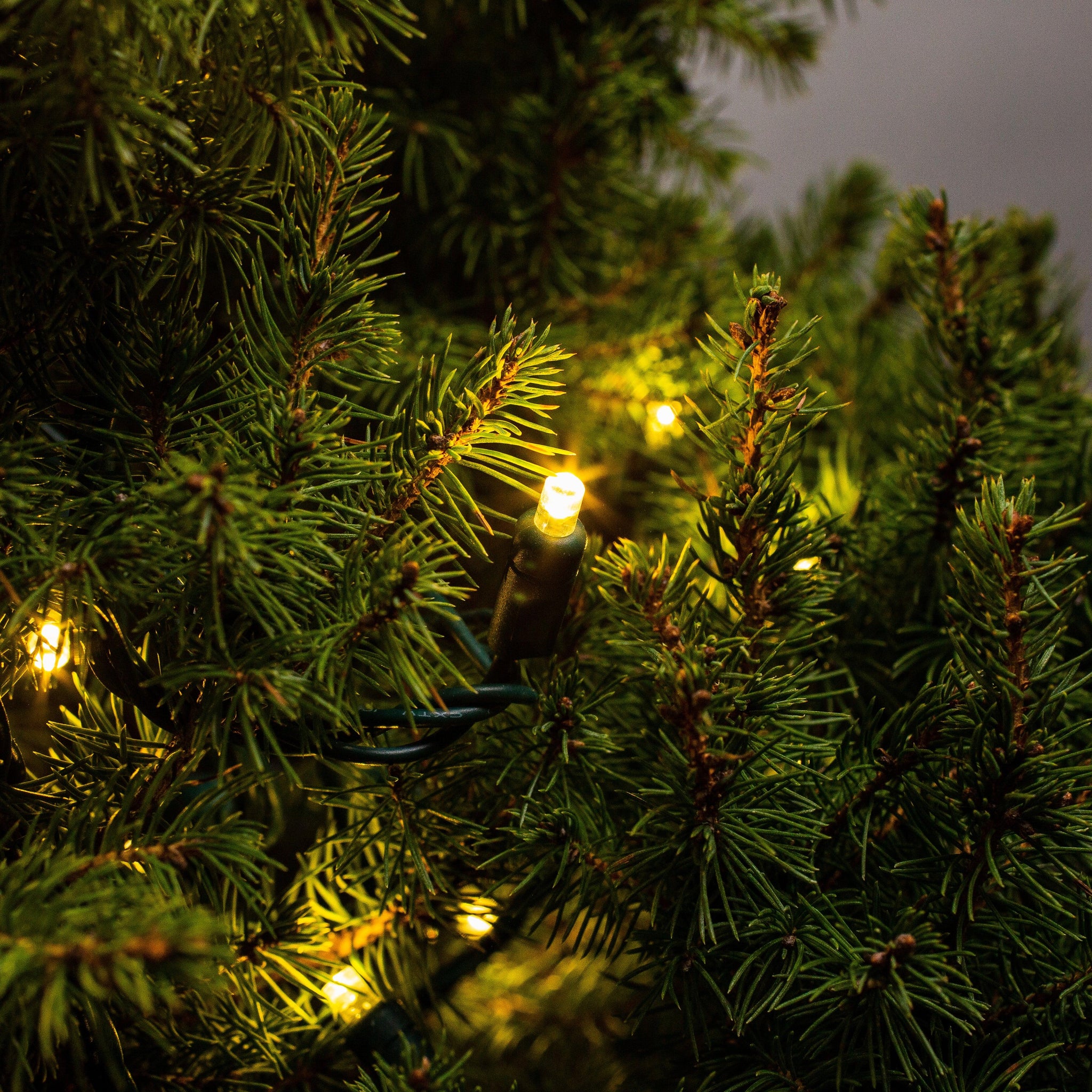 5mm Light String 50ct Balled-6