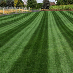 22-0-2 Whiplash | Curb Appeal