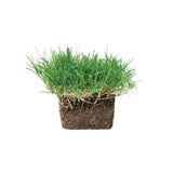 Bimini Bermuda Sod Pods Grass Plugs | Bethel Farms