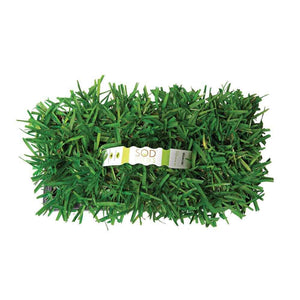 Floratam Sod Pods Grass Plugs | Bethel Farms
