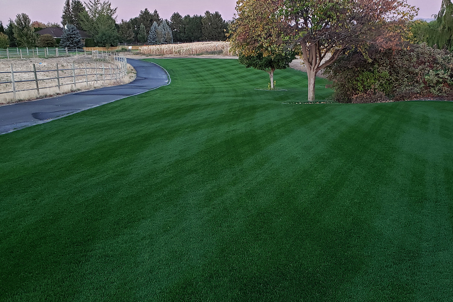 green grass seeds for garden DIY Premium Double Dark Green Grass Seed - Cool Season Blend
