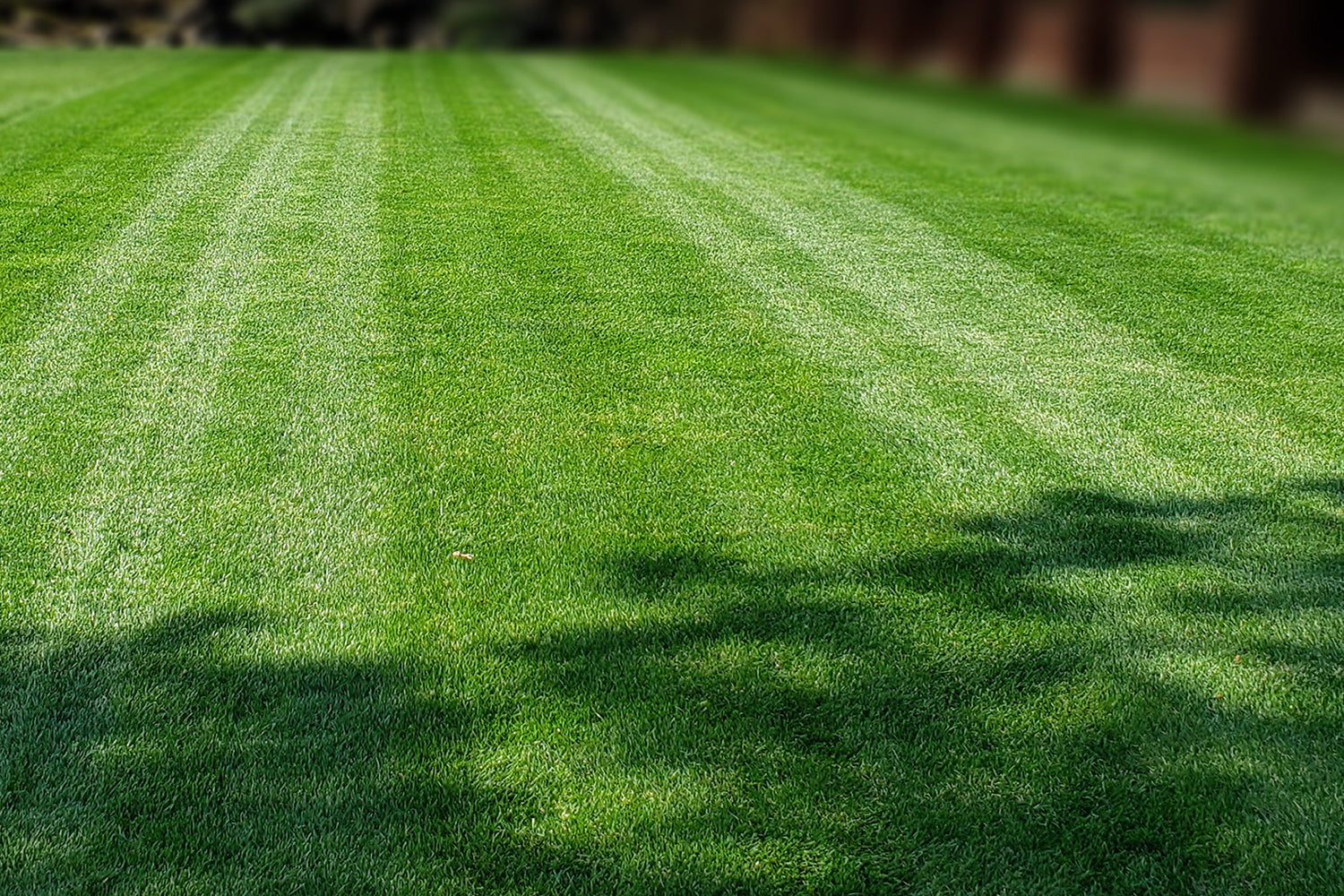 DIY Premium Double Dark Green Grass Seed - Cool Season Blend | MySoil