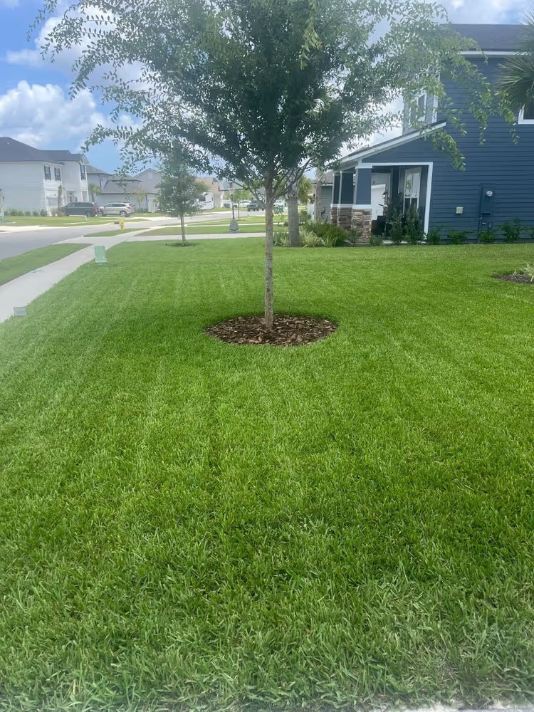 Cole's lawn results from using Yard Mastery soil test and app